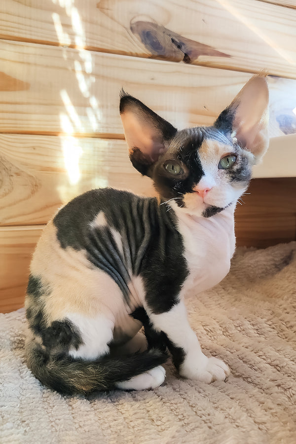 Bella | Devon Rex Kitten