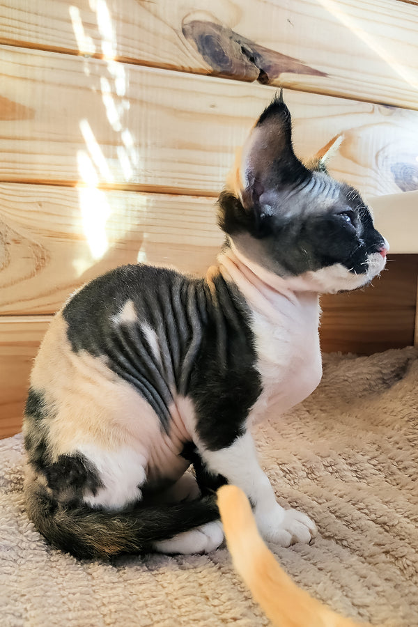 Bella | Devon Rex Kitten