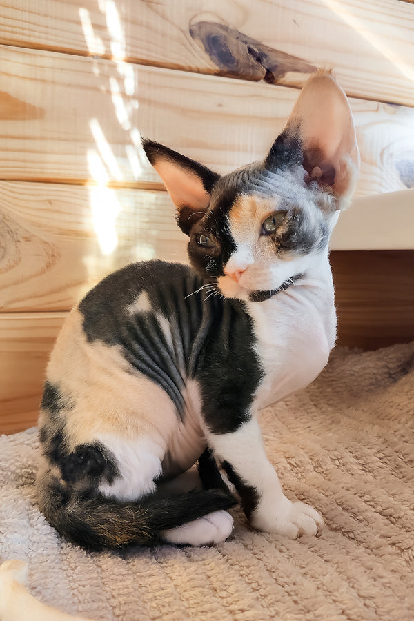 Bella | Devon Rex Kitten