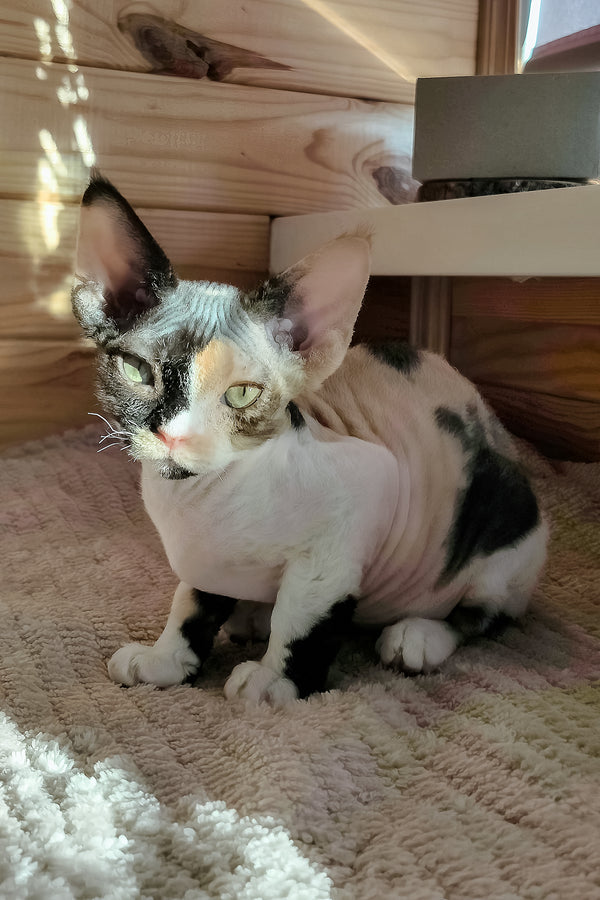 Bella | Devon Rex Kitten
