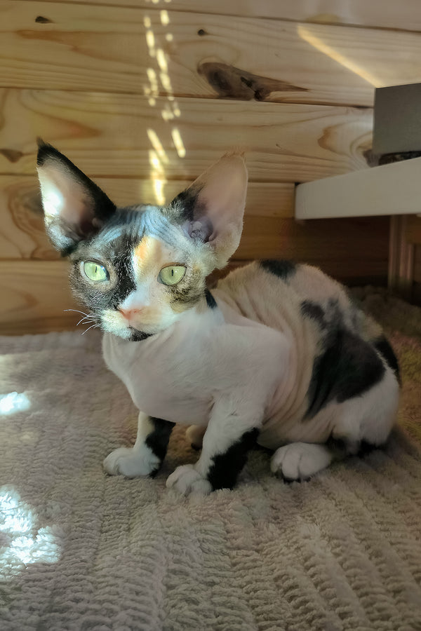 Bella | Devon Rex Kitten