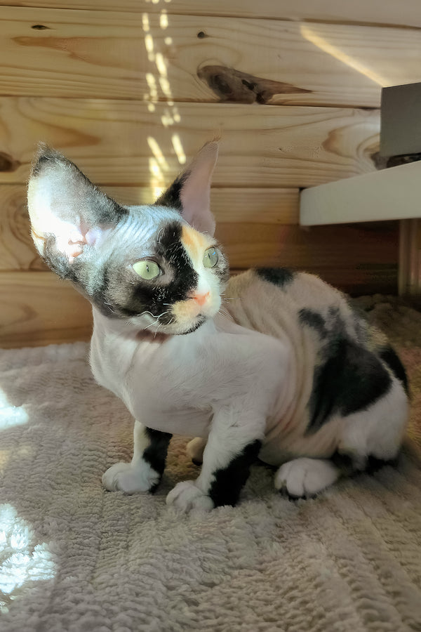 Bella | Devon Rex Kitten