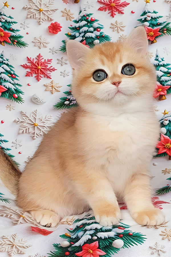 Bella | British Shorthair Kitten