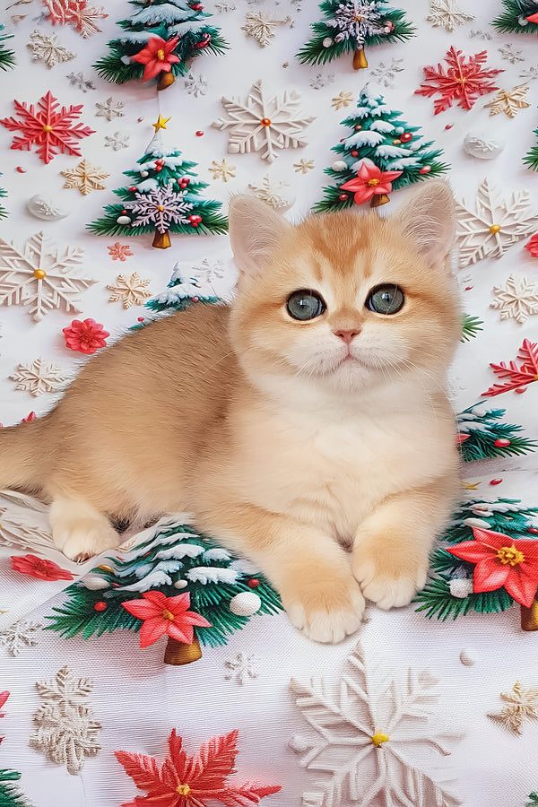 Bella | British Shorthair Kitten