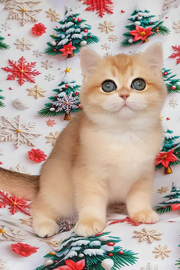 Bella | British Shorthair Kitten