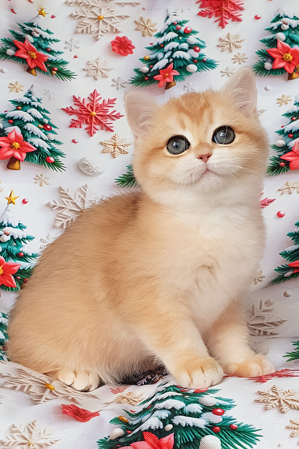 Bella | British Shorthair Kitten