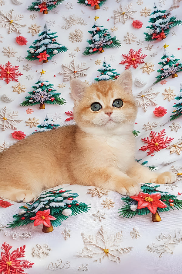 Bella | British Shorthair Kitten