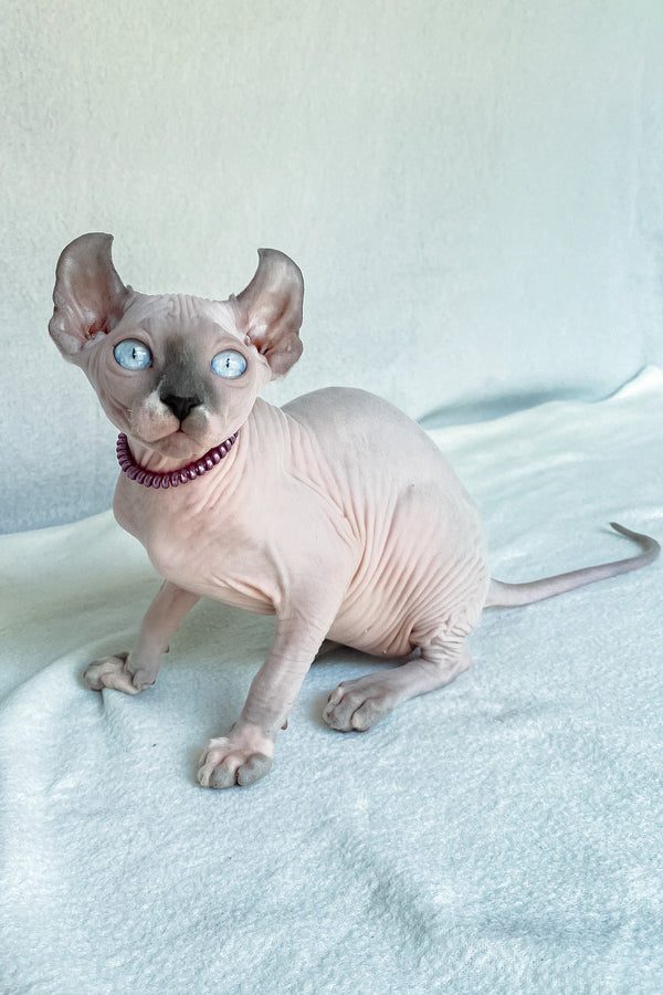 Belladonna | Elf Sphynx Kitten
