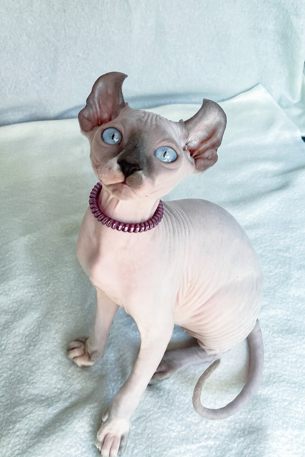 Belladonna | Elf Sphynx Kitten