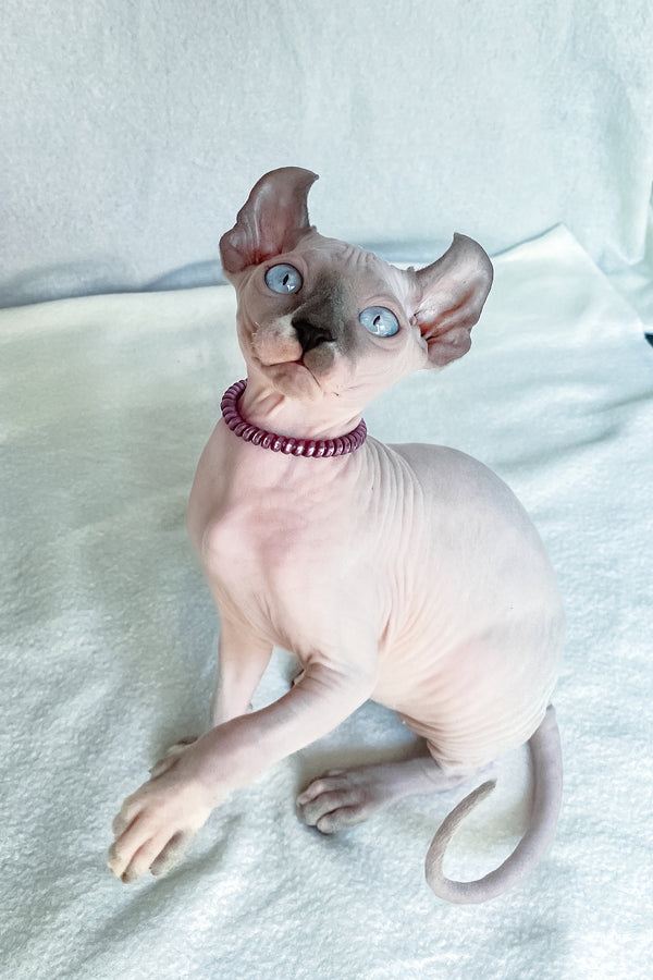 Belladonna | Elf Sphynx Kitten
