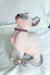 Belladonna | Elf Sphynx Kitten