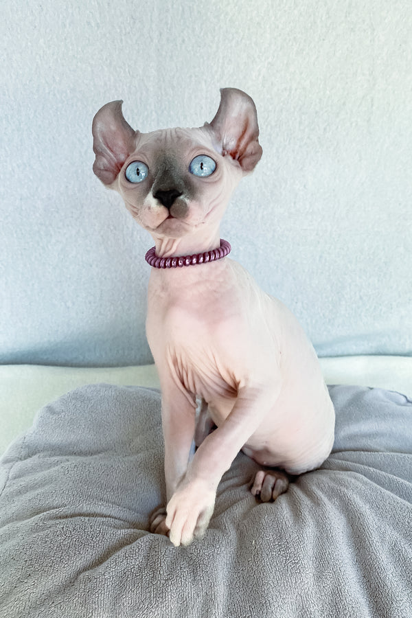 Belladonna | Elf Sphynx Kitten