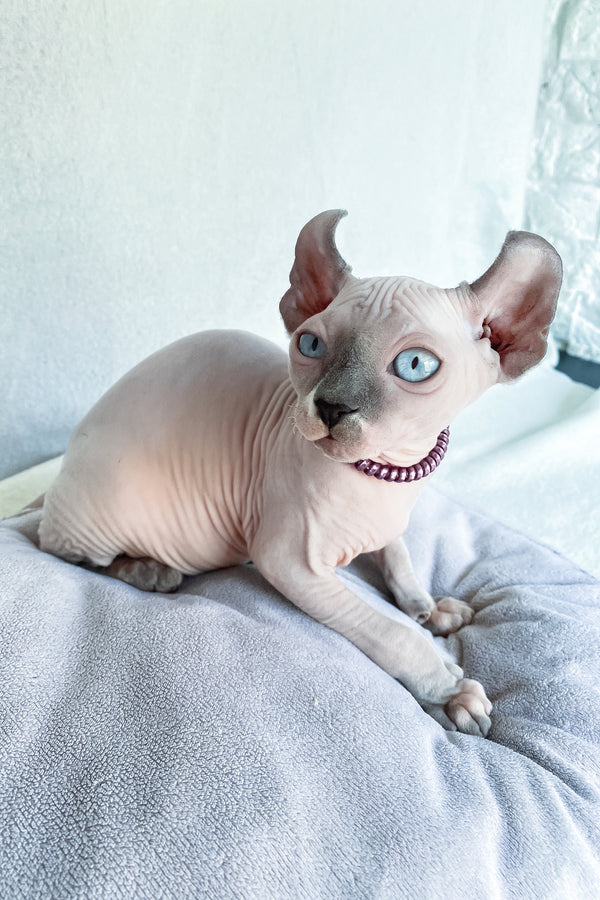 Belladonna | Elf Sphynx Kitten