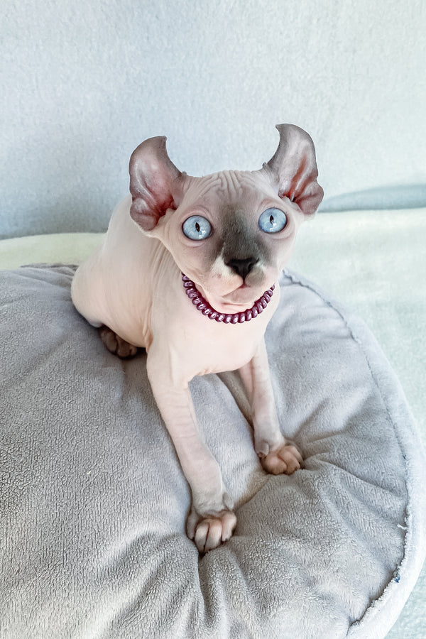 Belladonna | Elf Sphynx Kitten