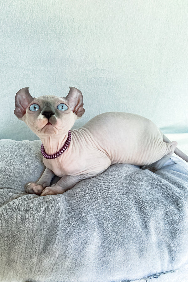 Belladonna | Elf Sphynx Kitten
