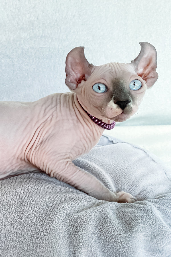 Belladonna | Elf Sphynx Kitten