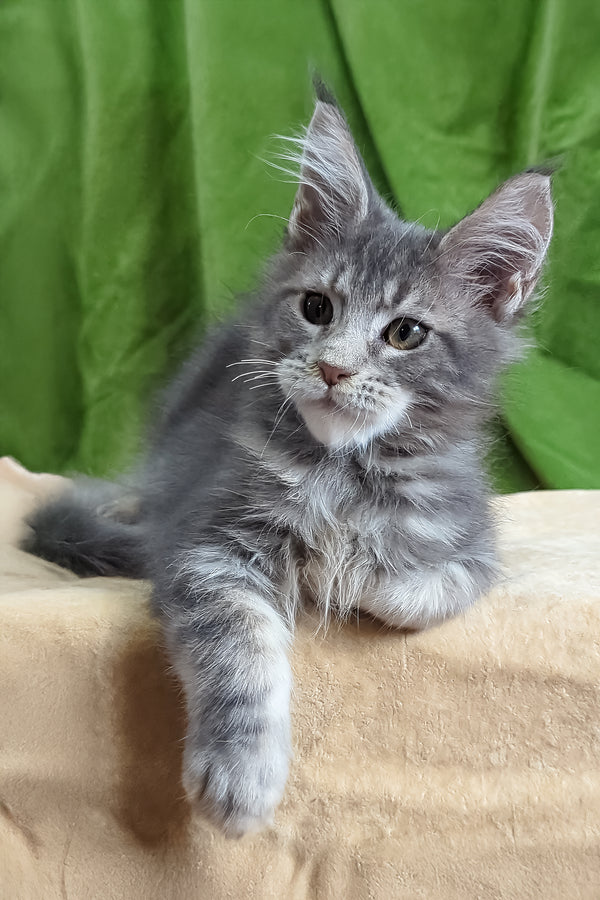 Bellisimo | Maine Coon Kitten