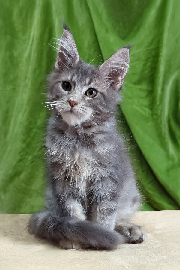 Bellisimo | Maine Coon Kitten