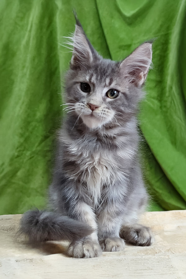 Bellisimo | Maine Coon Kitten