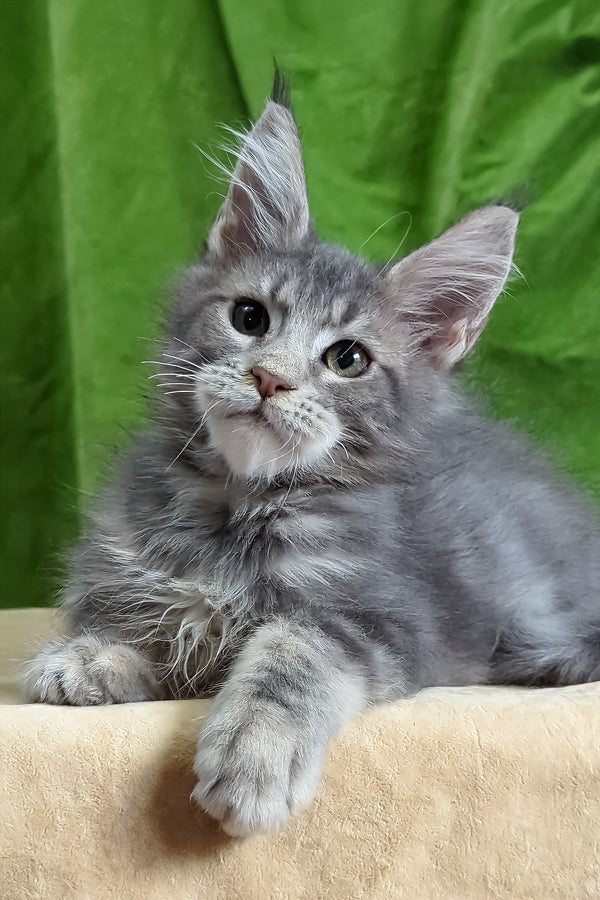 Bellisimo | Maine Coon Kitten