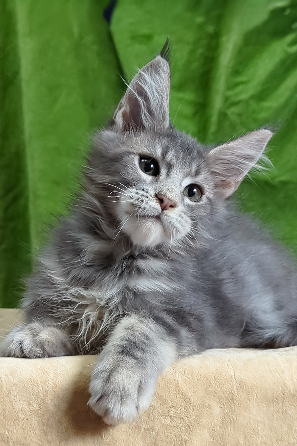 Bellisimo | Maine Coon Kitten