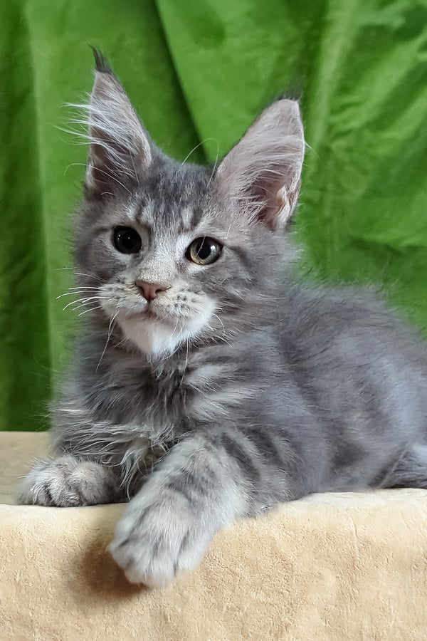 Bellisimo | Maine Coon Kitten