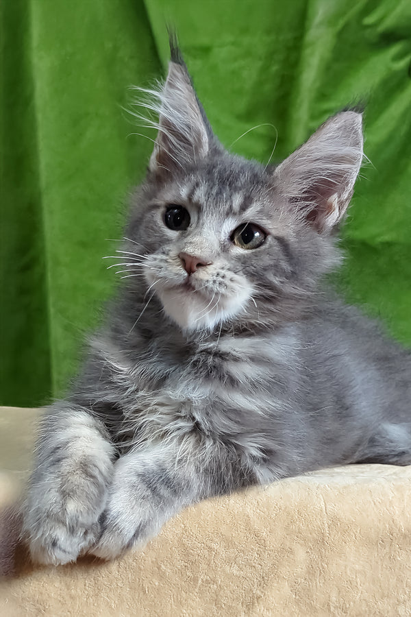 Bellisimo | Maine Coon Kitten
