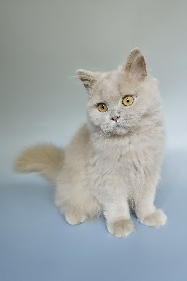 Belyash | British Longhair Kitten