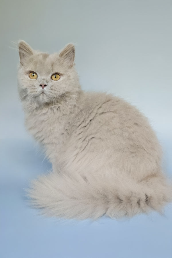 Belyash | British Longhair Kitten