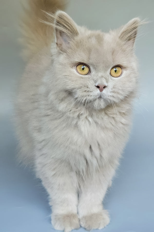 Belyash | British Longhair Kitten