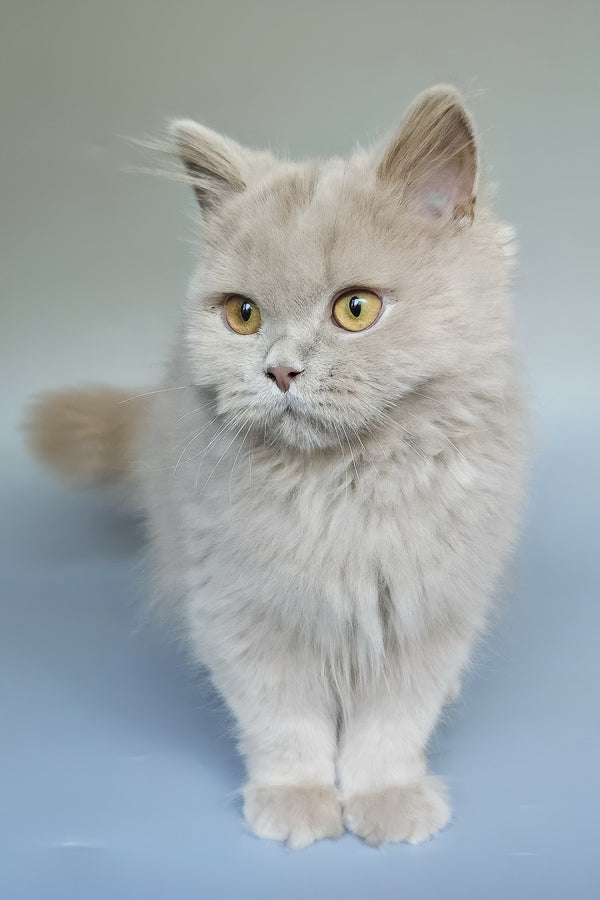 Belyash | British Longhair Kitten