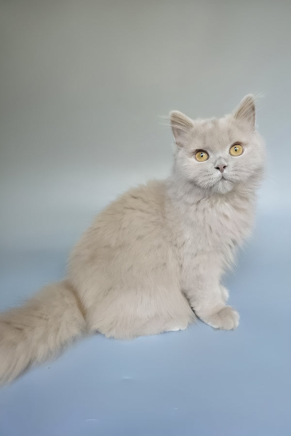 Belyash | British Longhair Kitten
