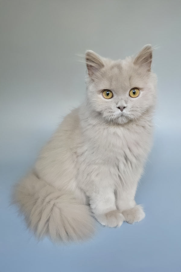 Belyash | British Longhair Kitten