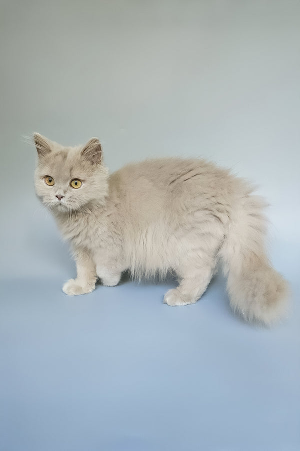 Belyash | British Longhair Kitten