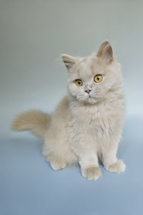 Belyash | British Longhair Kitten