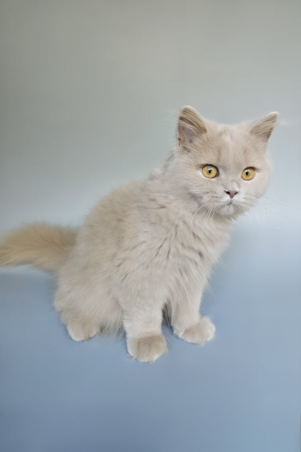 Belyash | British Longhair Kitten