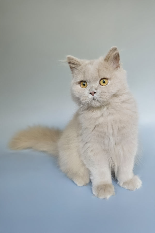 Belyash | British Longhair Kitten