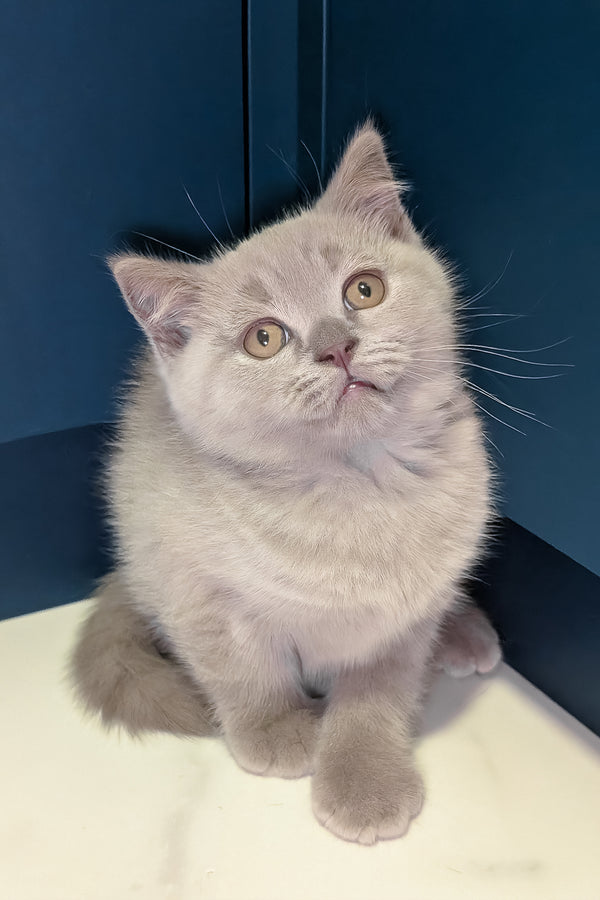 Benjamin | Scottish Straight Kitten
