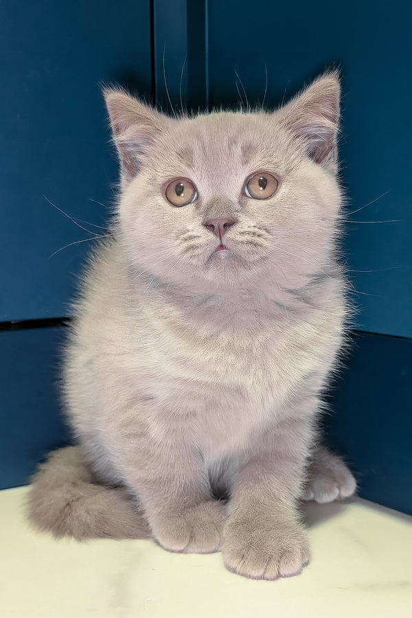 Benjamin | Scottish Straight Kitten