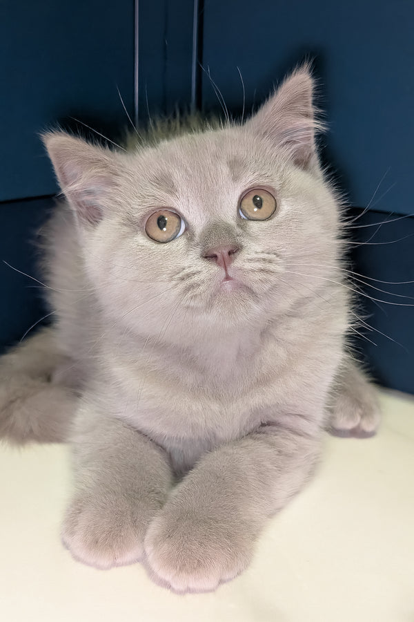 Benjamin | Scottish Straight Kitten