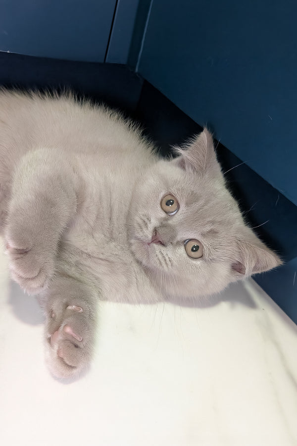 Benjamin | Scottish Straight Kitten