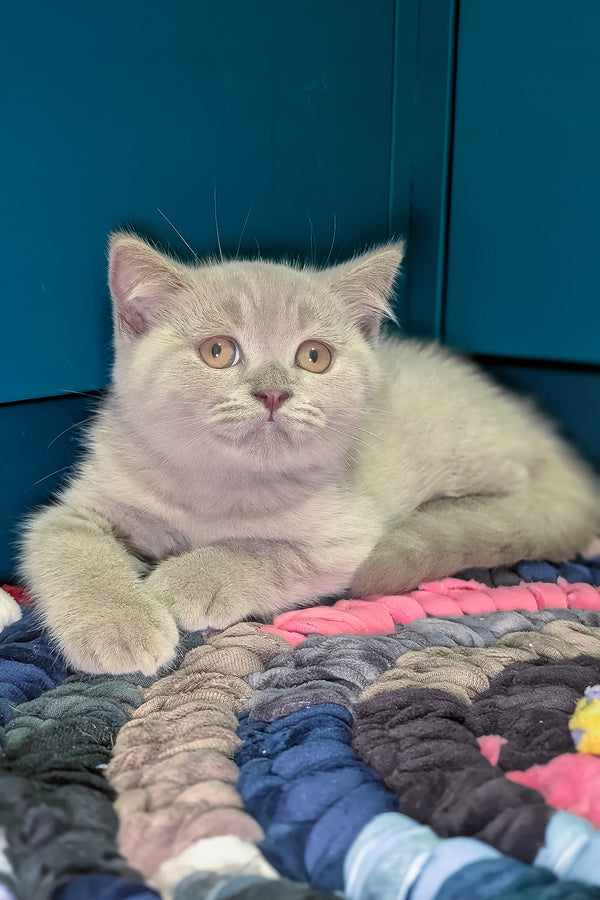 Benjamin | Scottish Straight Kitten