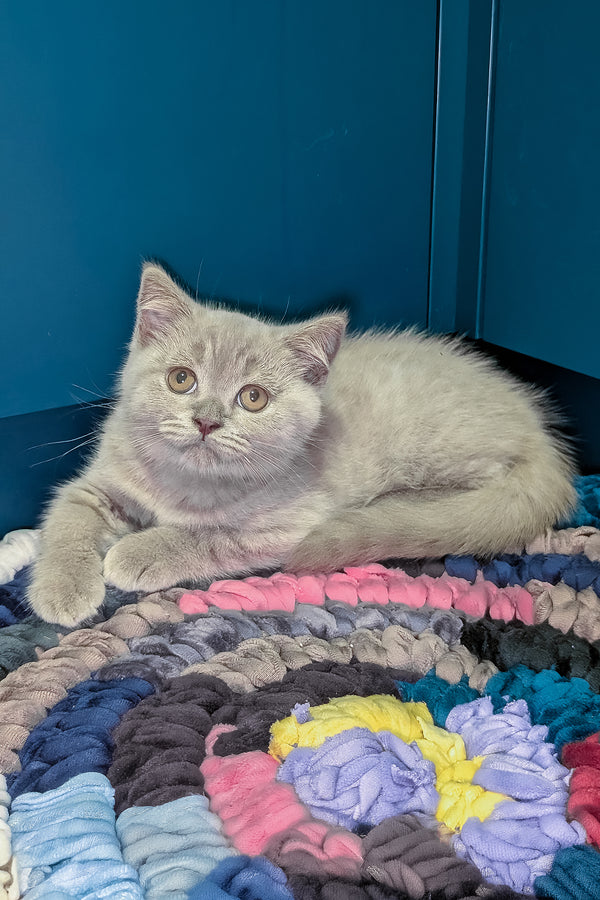 Benjamin | Scottish Straight Kitten