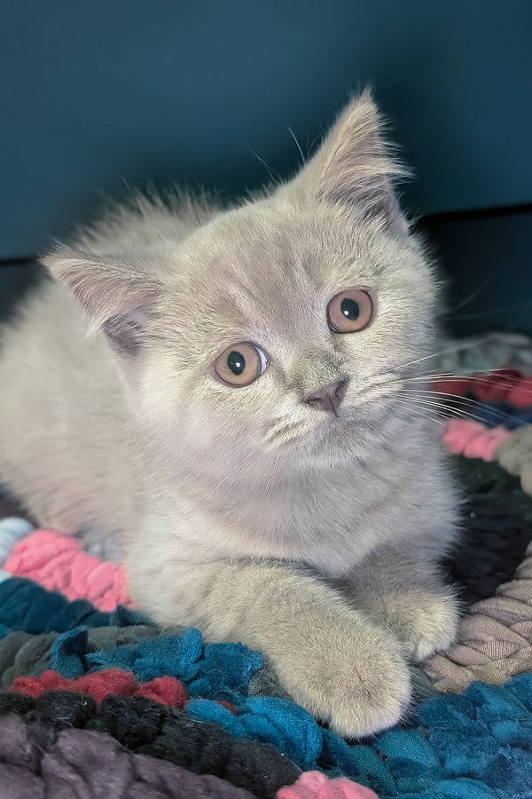 Benjamin | Scottish Straight Kitten