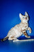 Benjamin | Bengal Kitten