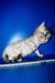 Benjamin | Bengal Kitten