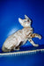 Benjamin | Bengal Kitten