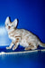 Benjamin | Bengal Kitten