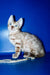 Benjamin | Bengal Kitten