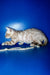 Benjamin | Bengal Kitten